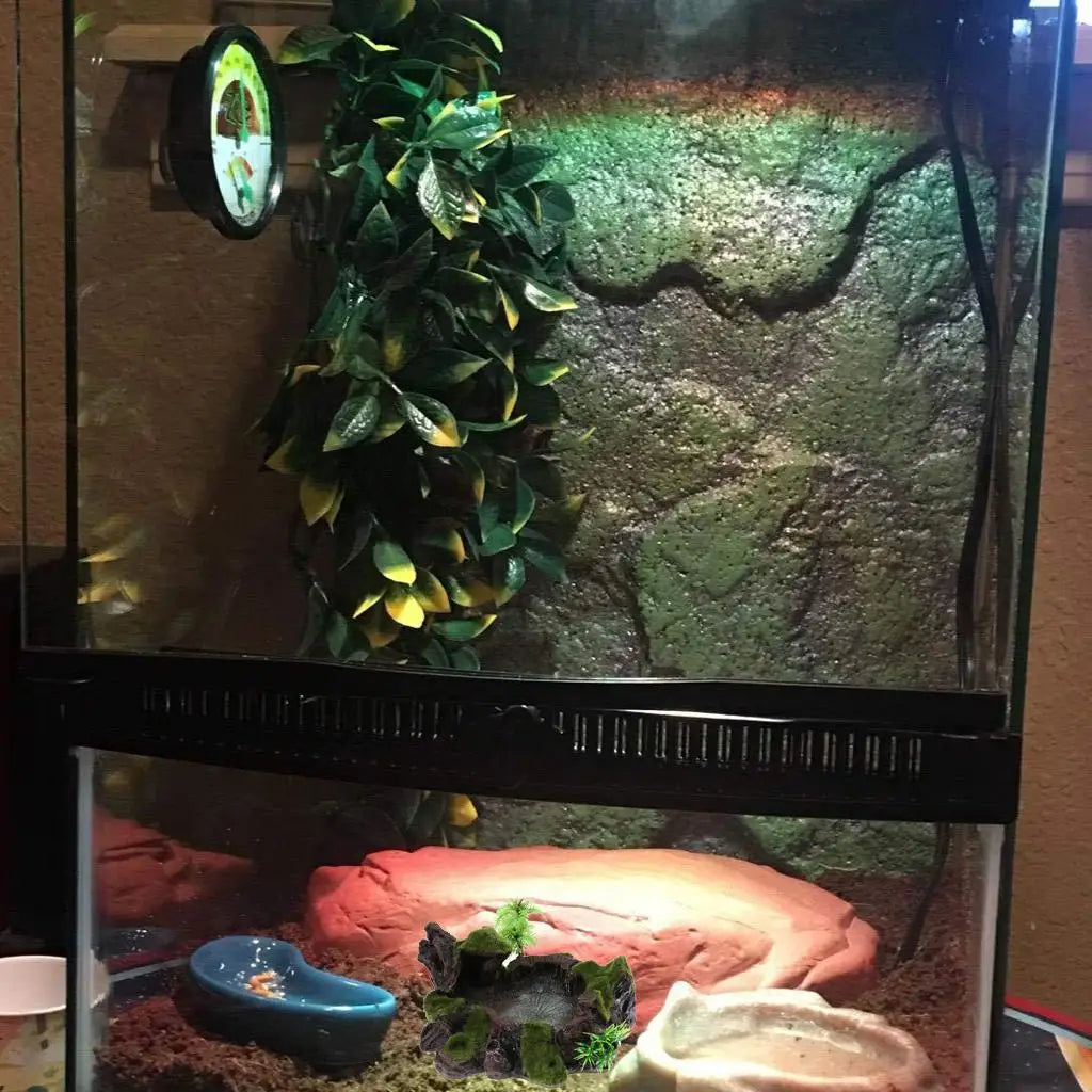 Gamelle en résine pour reptile, tortue et gecko – Antidérapante
